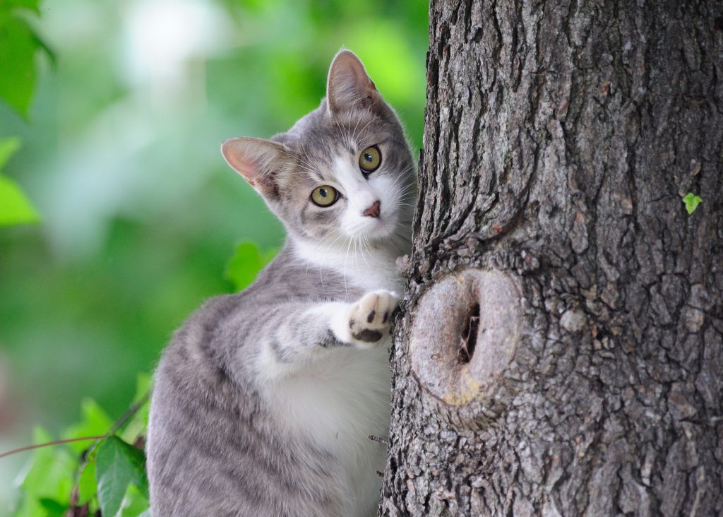 木登り子猫